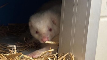 Rescatan cuatro mofetas en Cataluña,