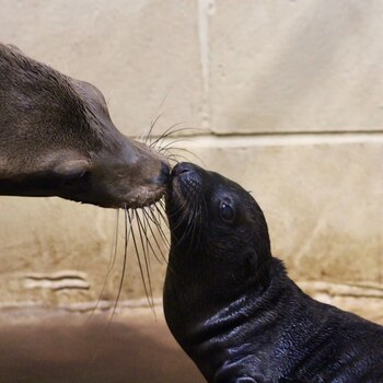 Luce mamá primeriza con su
