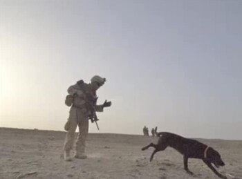 Tras su vida de servicio, Fieldy se jubiló y pasó el resto de sus días junto a su cuidador al sur de Texas. (Facebook/Nick Caceres)
Héroes de Guerra, perros, razas de perros, labradores, K9, militares, marinos, Estados Unidos, Mascotas, noticias de mascotas, animales