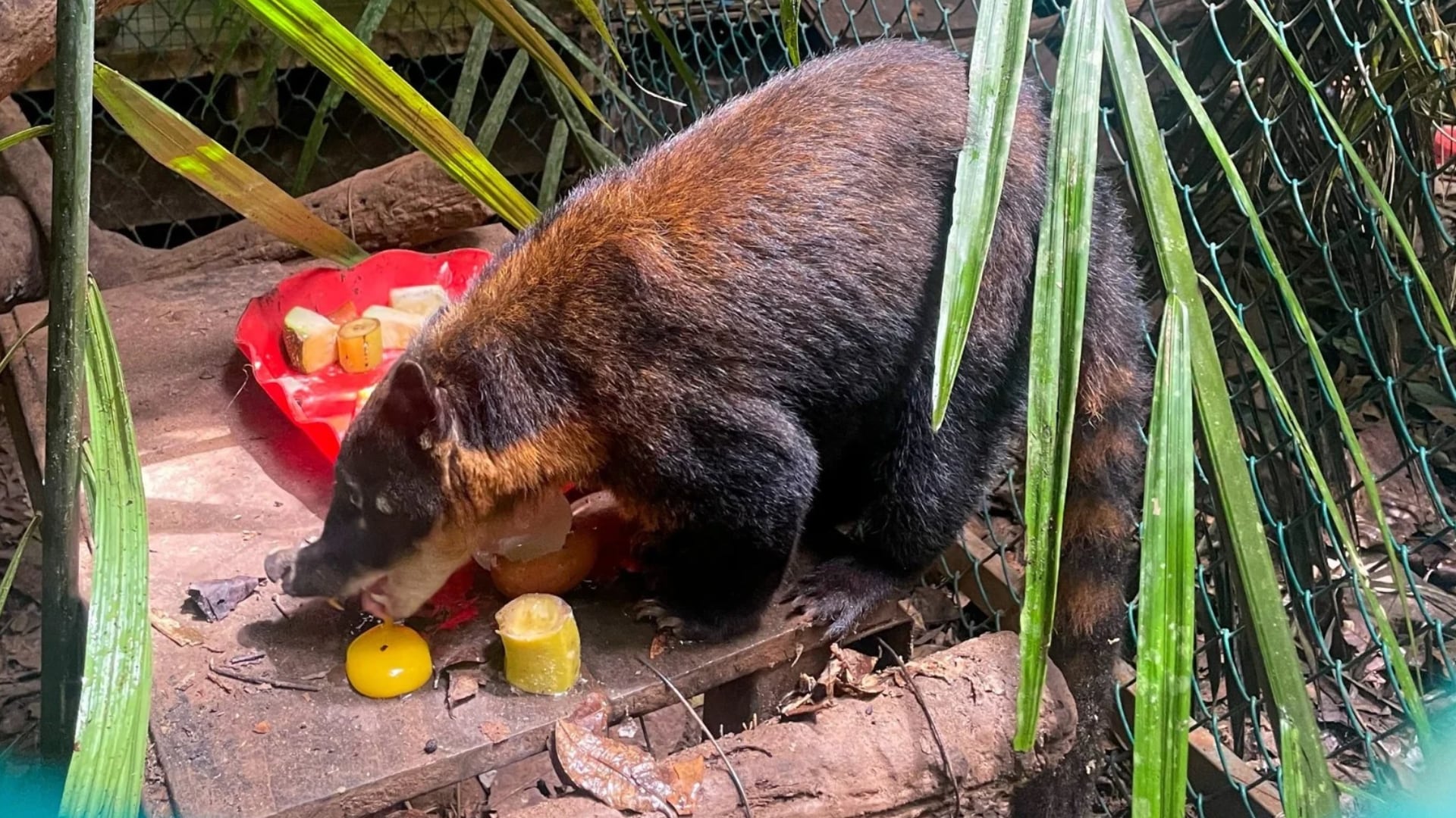 De una vivienda en Tacna a Madre de Dios: rescatan a coatí que fue comprado por S/ 200 para tenerlo como mascota
