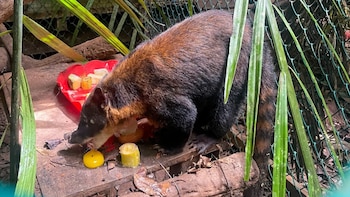 De una vivienda en Tacna a Madre de Dios: rescatan a coatí que fue comprado por S/ 200 para tenerlo como mascota