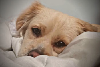 ¿Qué edad tiene mi perro?