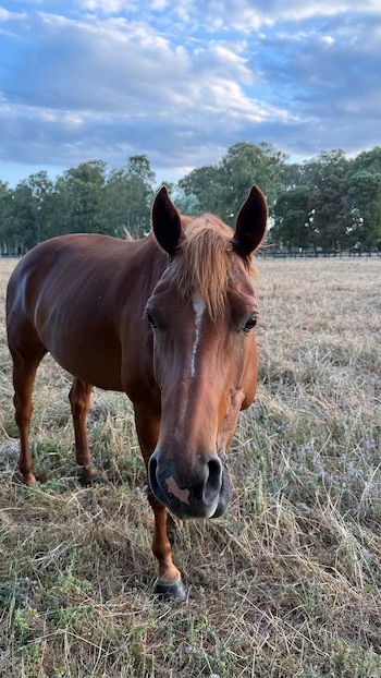 Ante su llegada a la