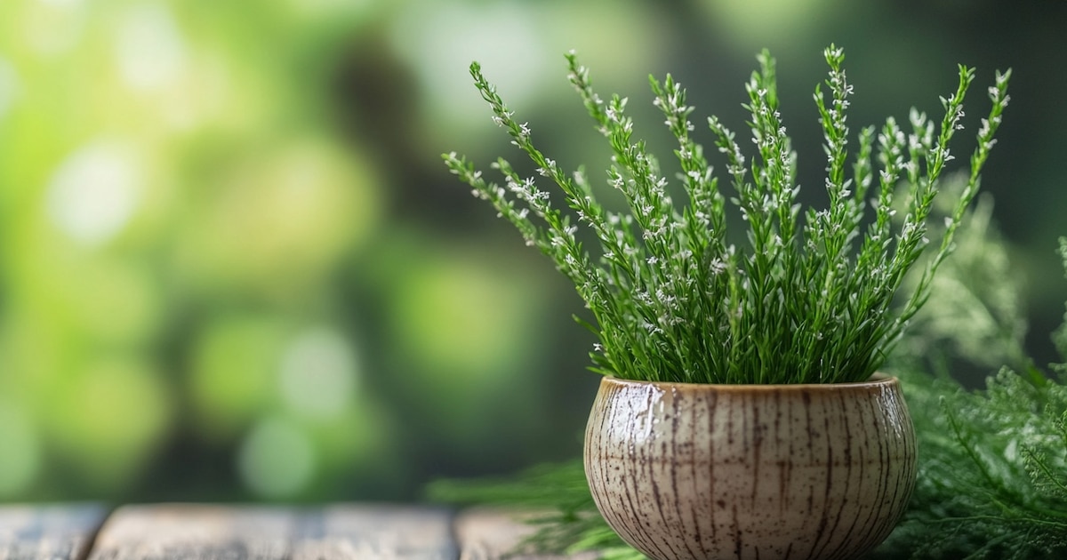 Descubre las plantas medicinales mexicanas más efectivas para curar diversas enfermedades