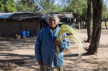 Greenpeace Tierra Nueva