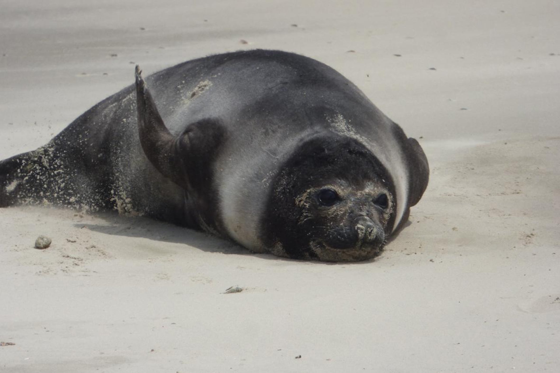 Wildlife Conservation Society Argentina reportó nacimientos de elefantes marinos y mudas de piel en playas bonaerenses, uruguayas y brasileñas durante 2024 (Karumbe Uruguay)
