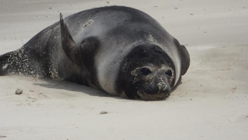 Los elefantes marinos llegan a
