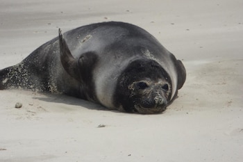 Wildlife Conservation Society Argentina reportó