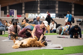 La undécima edición de la feria ofrecerá experiencias, conferencias y espacios especializados para promover el bienestar y la tenencia responsable de los animales de compañía. - crédito Expopet