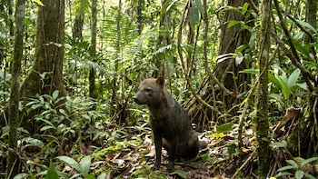 El escurridizo perro de orejas cortas sale a la luz: nuevas imágenes amplían su mapa en la Amazonia