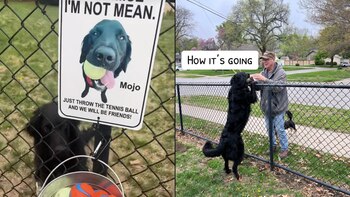 Mojo, junto al balde de