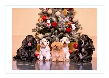 Felicitación de Navidad de los