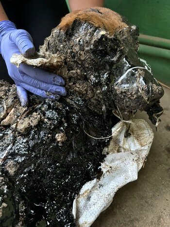 El alquitrán contiene químicos cancerígenos,