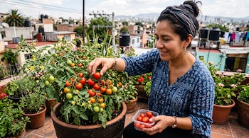Una mujer toma un jitomate rojo de una planta en maceta mientras sostiene un recipiente transparente con frutos cosechados.