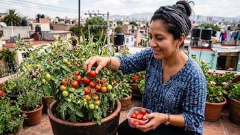 Cuáles son las variedades de jitomate más recomendadas para cultivar en casa
