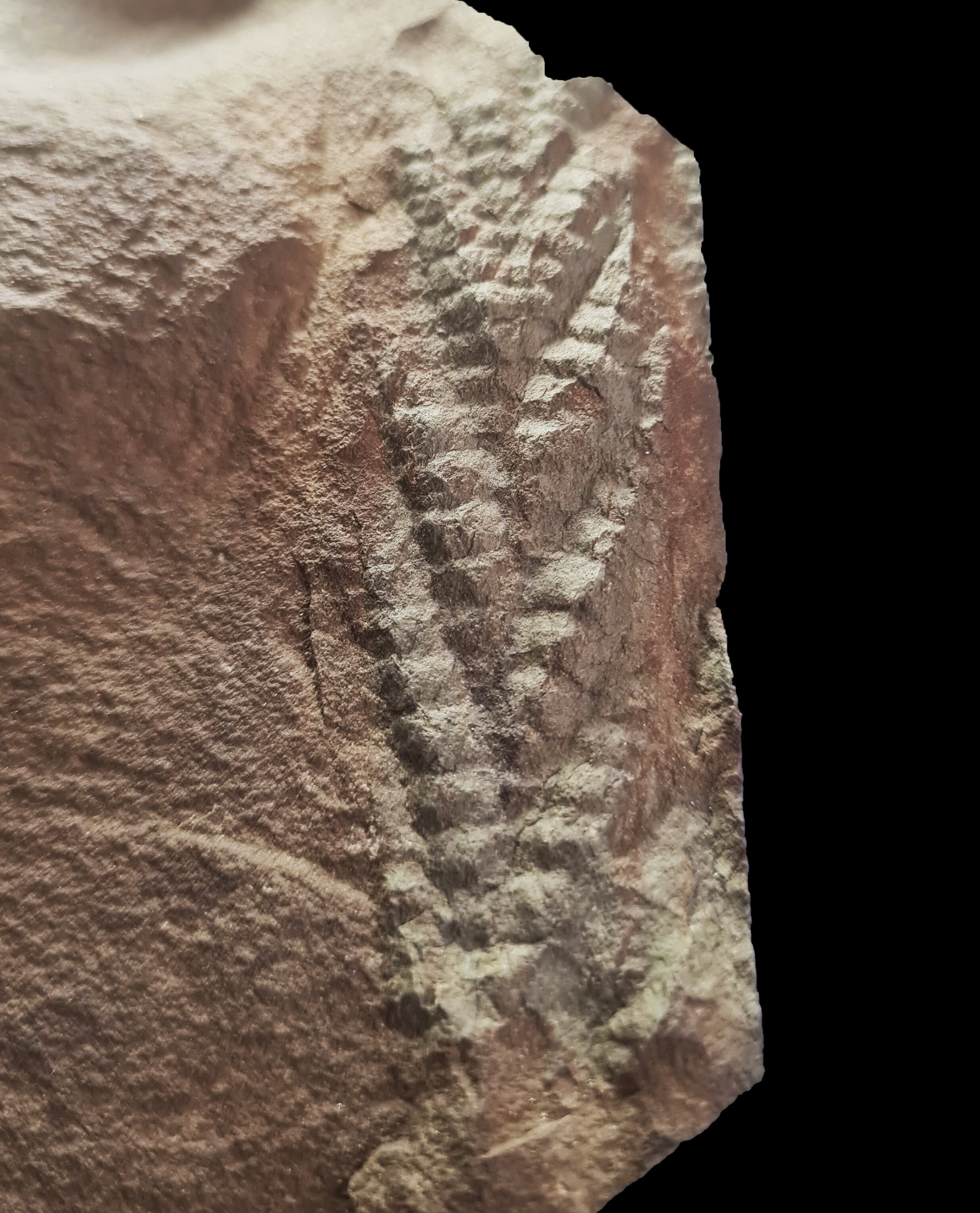 Los investigadores sostienen que una avalancha submarina enterró con rapidez a la charnia y favoreció su conservación en el lecho marino. (Yorick Veenma)