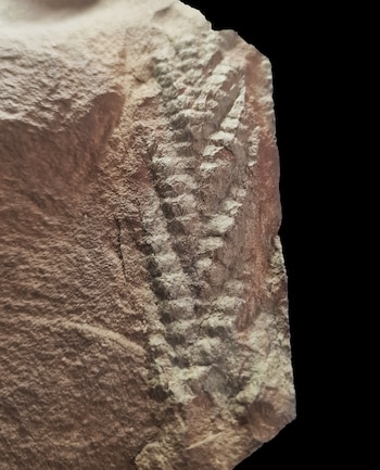 Impresión fosilizada de una rama vegetativa grabada en una roca sedimentaria de color marrón claro sobre un fondo negro