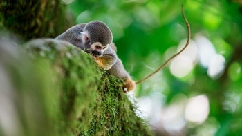 Ecología: Ecuador reconoció un nuevo