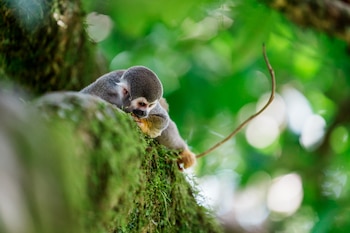 El avance permite estudiar cómo