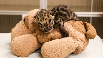 El leopardo que nació en