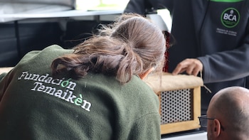 Argentina recibió a 47 animales decomisados por tráfico ilegal en Uruguay en la primera repatriación de fauna silvestre hacia el país (Fundación Temaikèn)