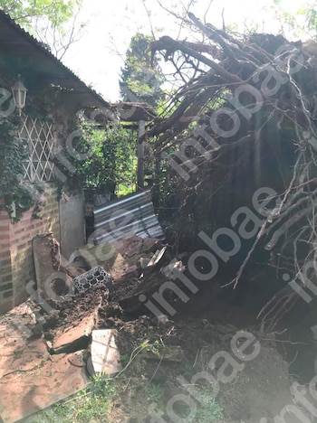 Pidió una inspección urgente por un árbol con riesgo de caída, el municipio demoró el trámite y el pino terminó aplastando su casa