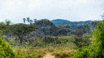 Una plaga de langostas pone