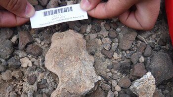 Uno de los dos nuevos