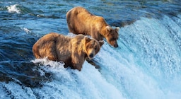 El estado de Alaska reduce la población de osos y lobos para recuperar el caribú