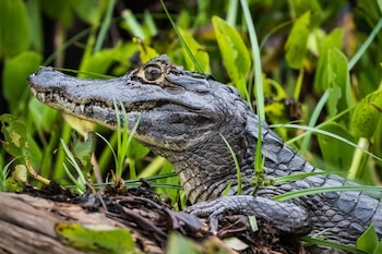 Primer plano de la cabeza y el lomo de un reptil escamoso oscuro rodeado de hojas verdes y hierba