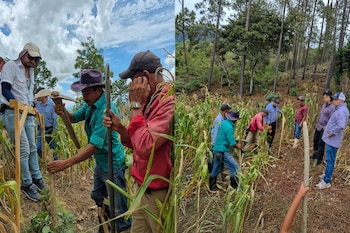 Varios hombres con sombreros y gorras usan azadones y postes de madera en un terreno con plantas de maíz y pinos al fondo.
