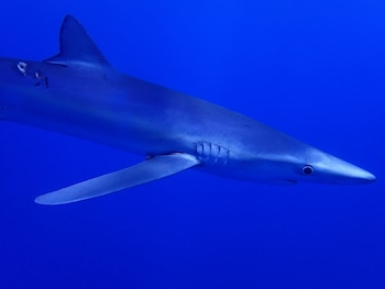 Ejemplar de tintorera o tiburón azul. (Vsevolod Rudyi/iNaturalist CC BY 4.0)