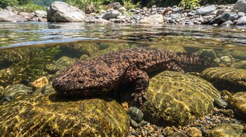 Una salamandra gigante de piel rugosa, marrón y negro, yace bajo el agua. Se ven rocas cubiertas de musgo y la superficie del río con luz solar.