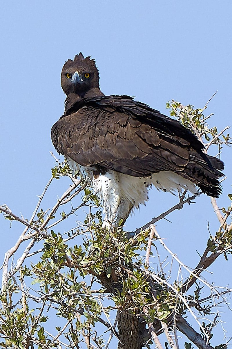 El águila marcial utiliza un picado controlado para golpear presas de hasta 35 kilos y se encuentra en peligro de extinción (Wikimedia)
