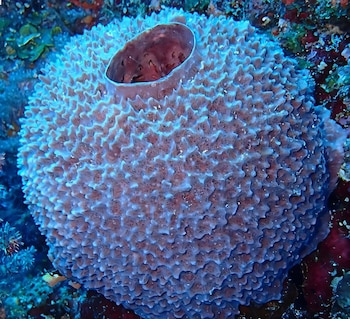 Especímenes de museo revelan 10 posibles nuevas especies de gusanos marinos que viven dentro de esponjas