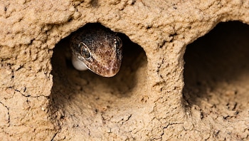 Gecko de Lima: Parque de las Leyendas realizará charla gratuita sobre el reptil amenazado que habita en las huacas