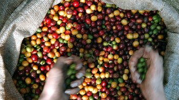 Las exportaciones de café salvadoreño