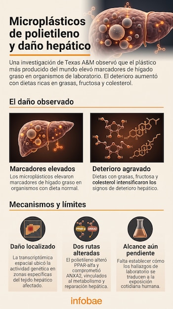 Infografía sobre microplásticos y daño hepático con ilustraciones de un hígado, estructuras químicas, diagramas moleculares y un matraz.