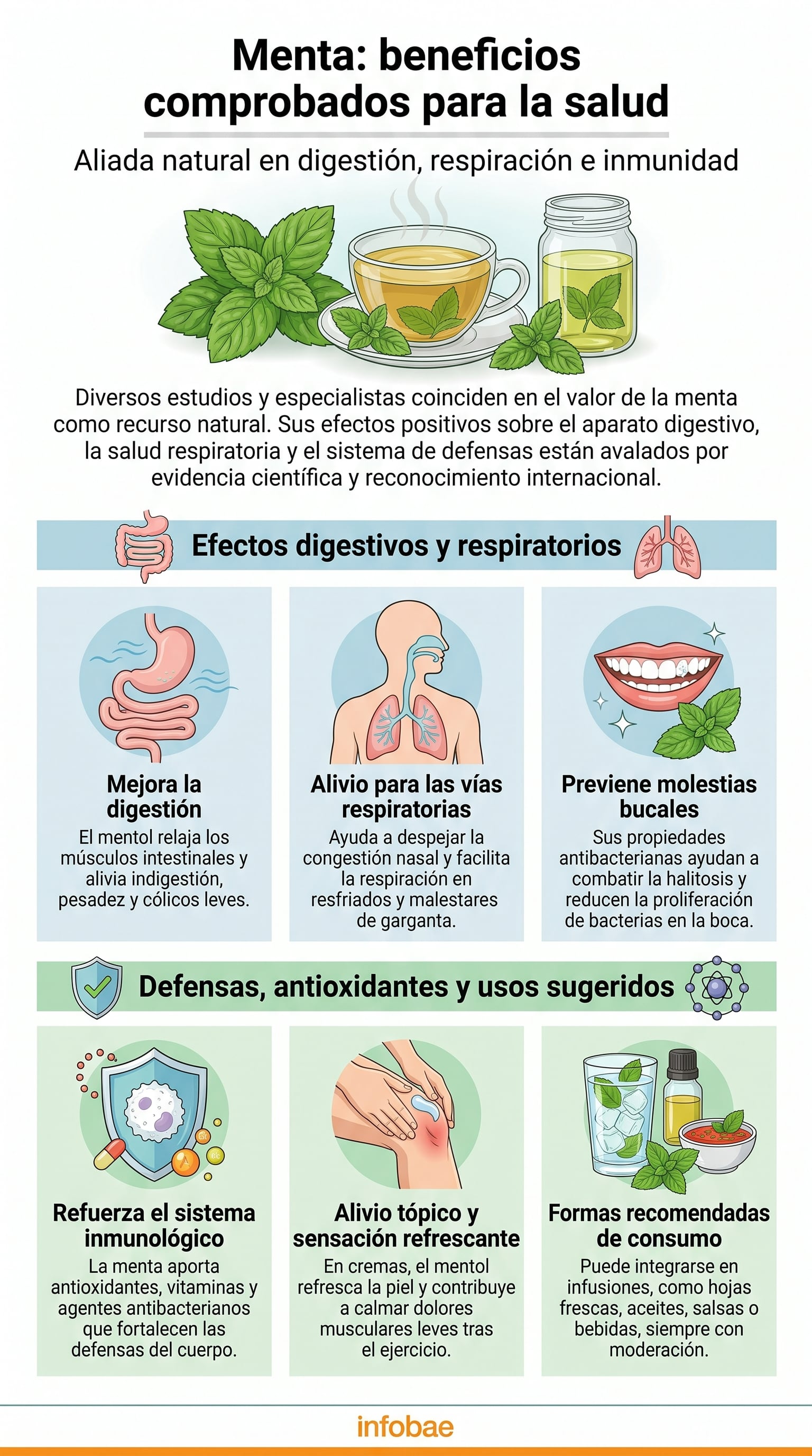 Infografía ilustra que la menta aporta antioxidantes y compuestos antibacterianos que favorecen la defensa inmunitaria y la prevención de infecciones respiratorias (Imagen Ilustrativa Infobae)