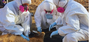 Especialistas detectaron una bacteria con potencial zoonótico en ciervos de los pantanos y en las garrapatas que los afectan. El descubrimiento aporta una evidencia inédita en el país