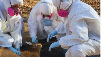 Garrapatas y fauna silvestre: un hallazgo que enciende alertas sanitarias