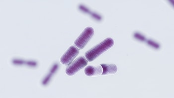 Identifican una nueva forma de