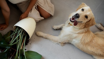 Seis plantas que son muy