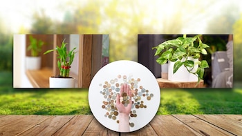 El Feng Shui recomienda estas