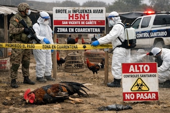 Un soldado y tres trabajadores con trajes de bioseguridad cerca de una zona acordonada con un cartel de "Brote de Influenza Aviar H5N1" y varios gallos. Un gallo yace en el suelo.