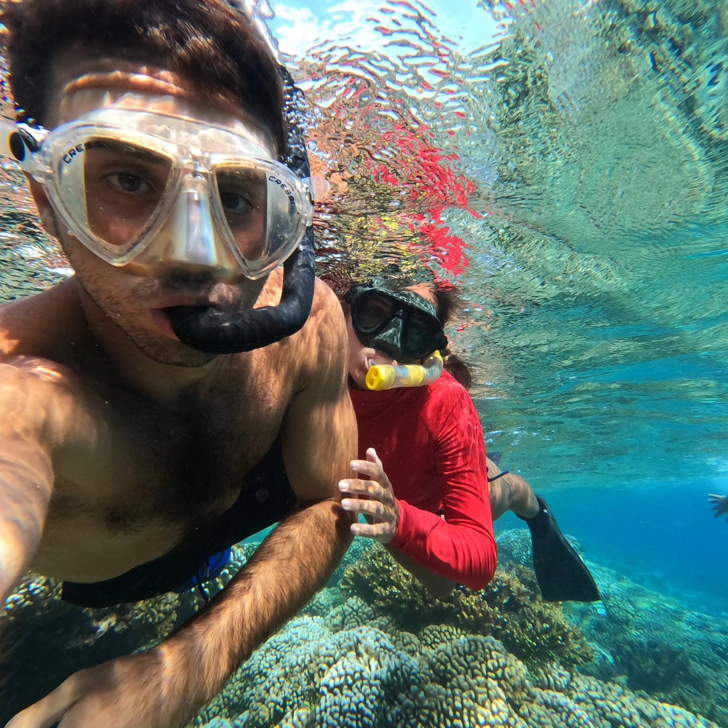 Durante sus inmersiones, Nicolás y Belén filmaron tortugas, pulpos, sepias, estrellas de mar y distintas especies de peces