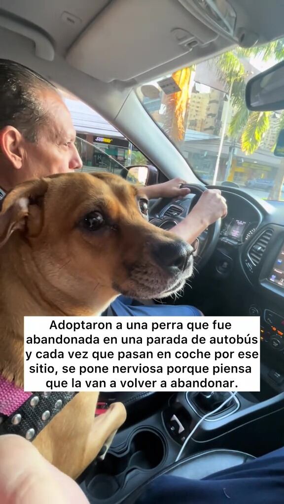 El video viral de Cacau llorando al pasar por el lugar de su abandono supera el millón de reproducciones en TikTok (@vlogbeca)