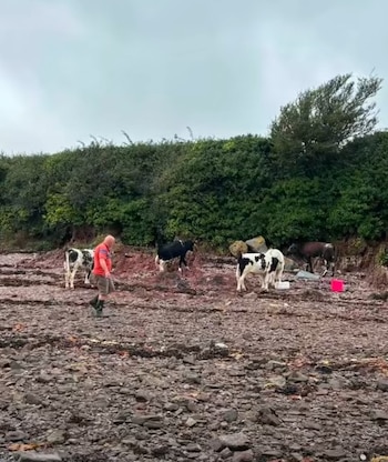 Los equipos esperaron la subida de la marea para acercar a los animales al agua (Facebook)
