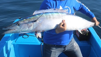 Una persona con camiseta azul sostiene un pez wahoo grande y alargado sobre una lancha azul en el agua