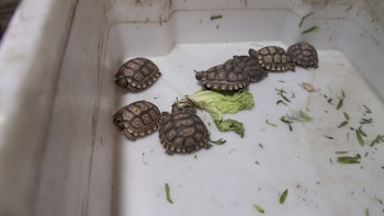 Tortugas rescatadas en operativo policial en Uruguay (Ministerio del Interior)